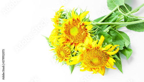 Fototapeta Naklejka Na Ścianę i Meble -  sunflower isolated on white background. Real Yellow sunflower from nature. a tall North American plant of the daisy family, with very large golden-rayed flowers. Sunflowers are cultivated for their ed
