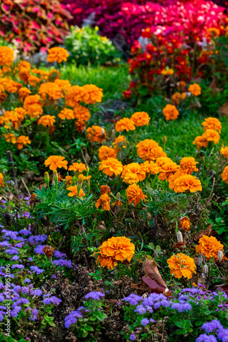 flowers in the garden © adelbrecht