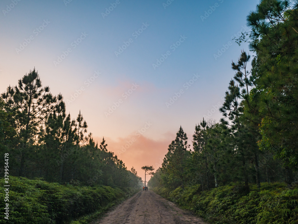 Nature trail in the morning on Phu Kradueng mountain national park in Loei City Thailand.Phu Kradueng mountain national park the famous Travel destination