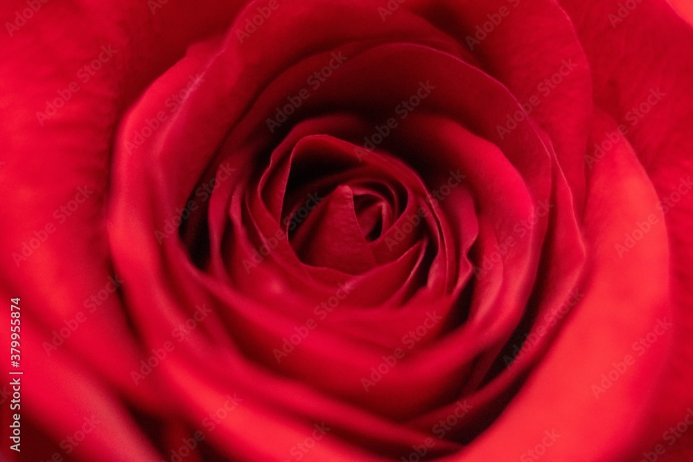beautiful rose macro close-up in natural light beautiful rose macro close-up in natural light