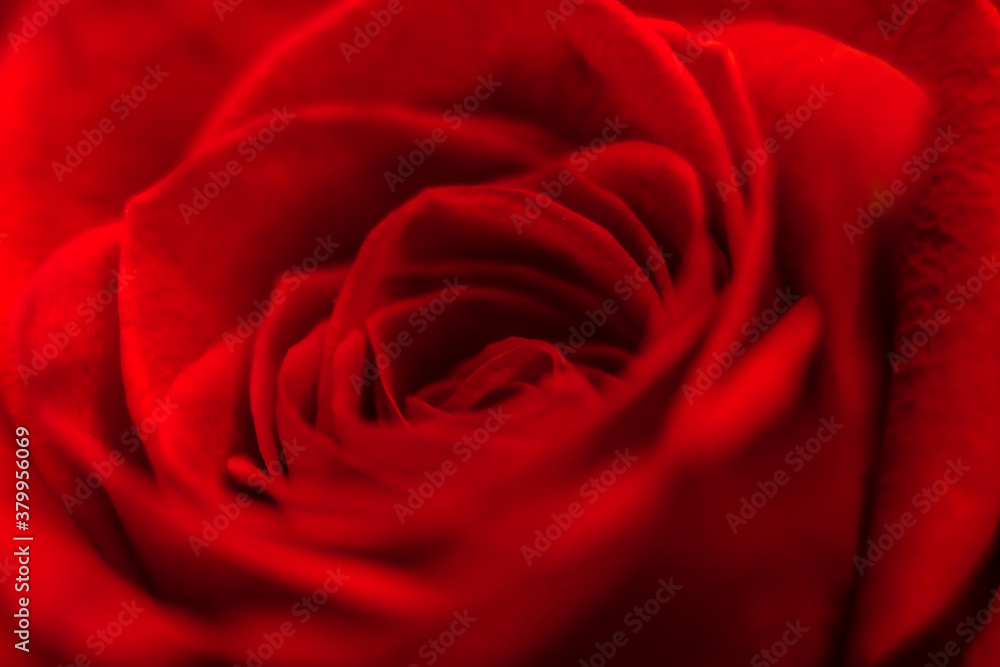 beautiful rose macro close-up in natural light beautiful rose macro close-up in natural light