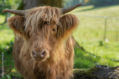 Close Up of a Blonde Highland Cow in a Field in Pollok Country Park in Glasgow Scotland