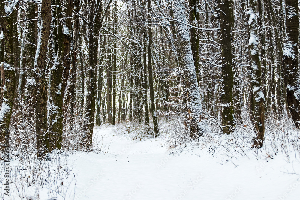 Snow-covered road in the winter forest, winter landscape Snow-covered road in the winter forest, winter landscape