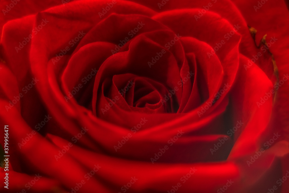 beautiful rose macro close-up in natural light beautiful rose macro close-up in natural light
