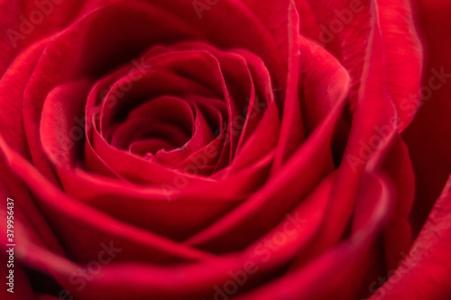 beautiful rose macro close-up in natural light