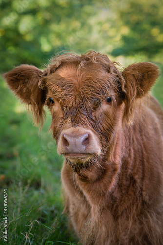 Baby Highland Cow Looking at the Camera in Pollok Country Park in Glasgow Scotland photo
