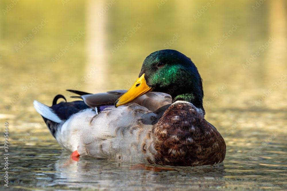 Stockente im Wasser Stockente im Wasser