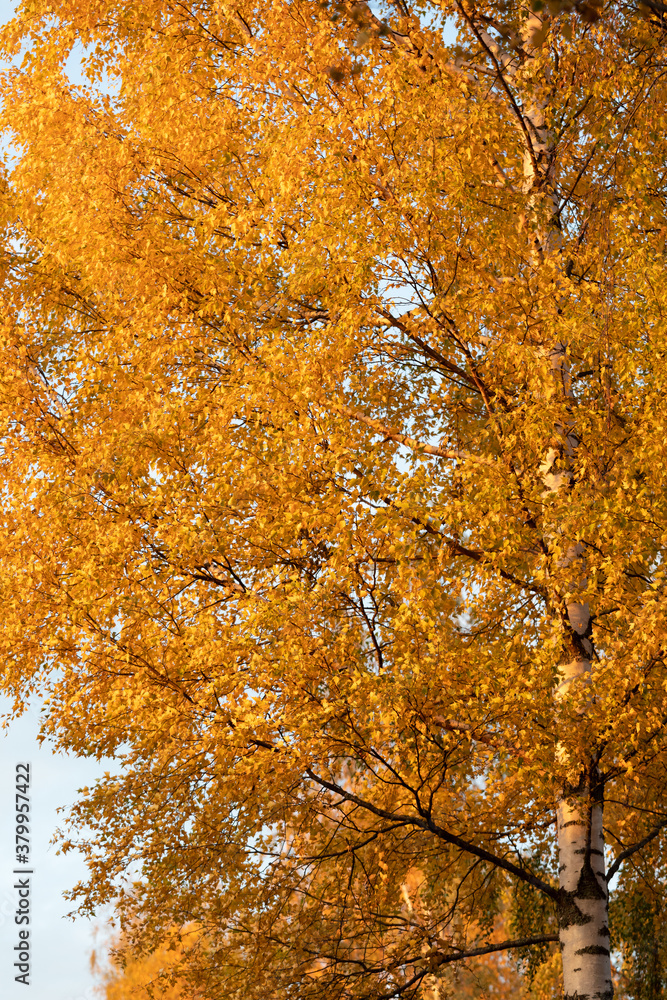Birch tree and foliage in autumn colors Birch tree and foliage in autumn colors