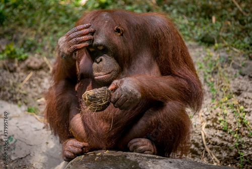 Orang Utan, a type of primate living in the forest in Borneo,Indonesia Thinking about something