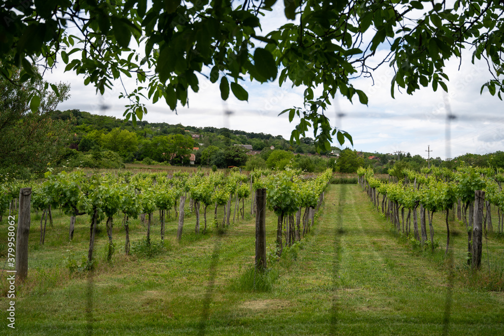 Vineyard in rural Hungary, in Balaton-felvidek vine region