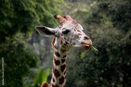 Canvas Print Giraffe Eating Carrots