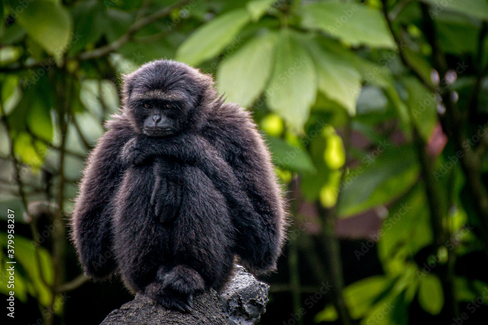 Fototapeta premium Portrait of a siamang Monkey thinking
