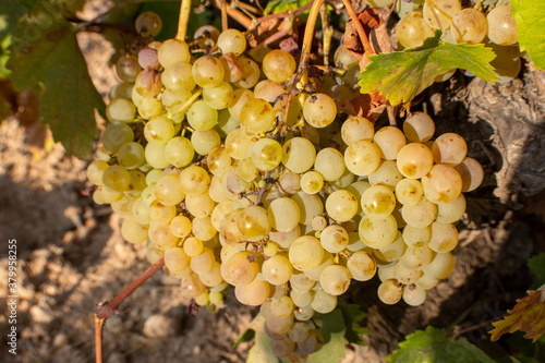 Uvas blancas en la cepa