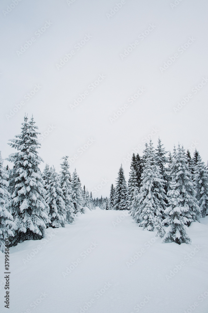 Snow-Covered Fir Trees in Scandinavian Forest Snow-Covered Fir Trees in Scandinavian Forest