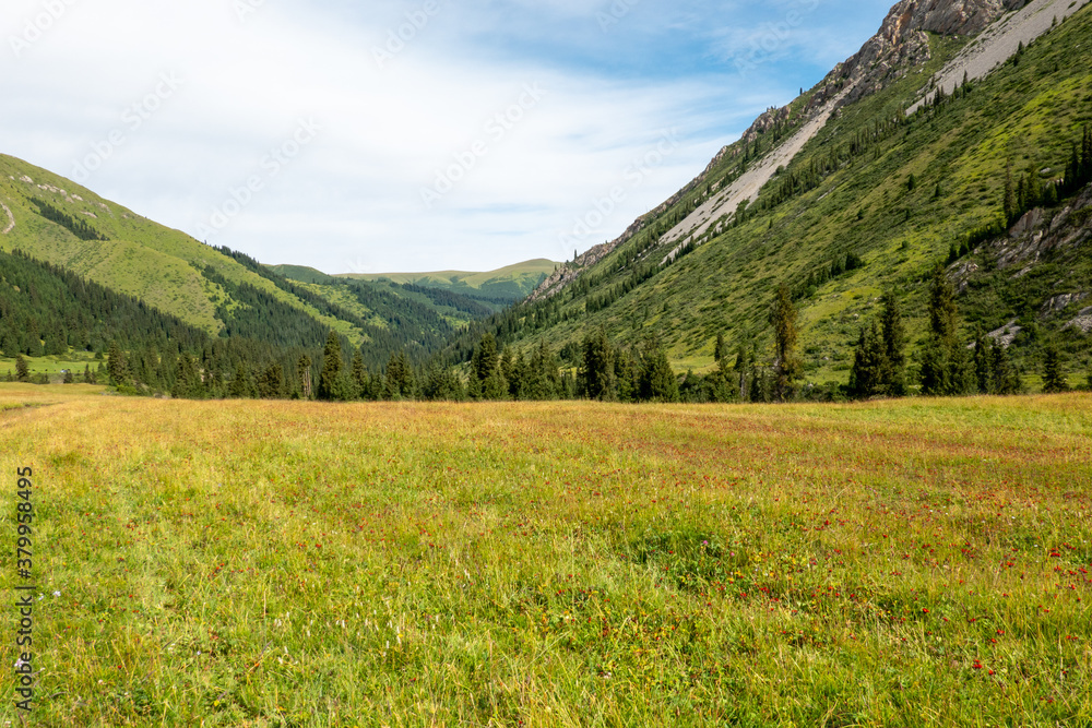 A meadow covered with wildflowers. Green mountains of Alatau in the background