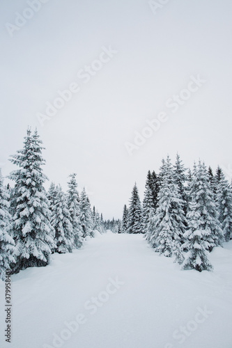 Wallpaper Mural Snow-Covered Fir Trees in Scandinavian Forest Torontodigital.ca