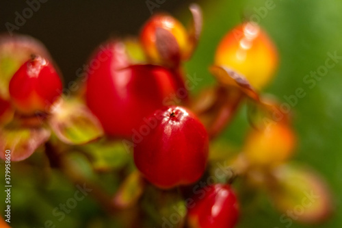 Red berry hypericum with green leaves in bouquet