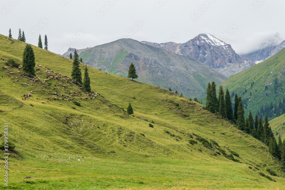 Green valley against the background of green and snow-capped mountains. Evergreen forests
