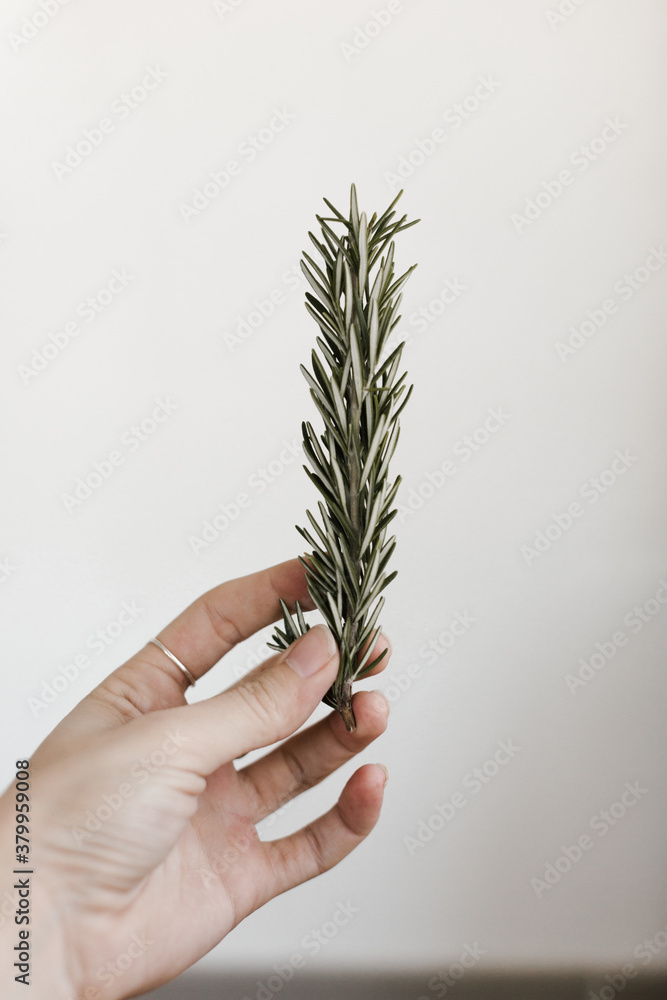 hand holding rosemary in front of white wall hand holding rosemary in front of white wall