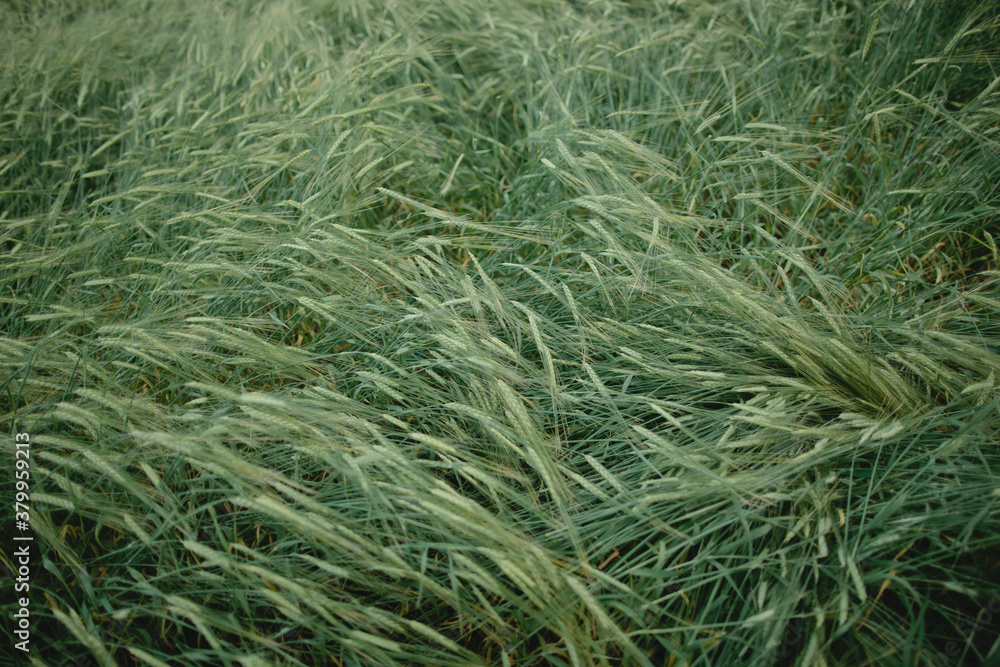 Summer field on green unripe wheat Summer field on green unripe wheat