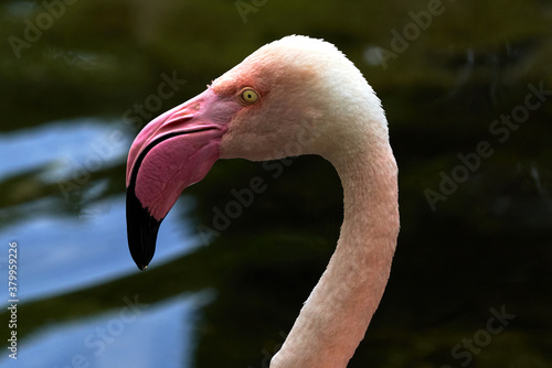 portrait of common flamingo with its pink beak and a penetrating eye in valencia