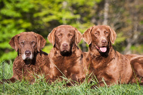 Fotografie Portrait of Chesapeake Bay Retrievers laying outside