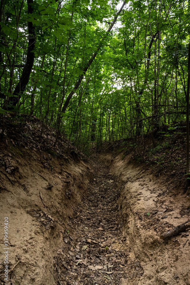 Tourist hiking path in oaktree forest in Bakony hegyseg, Hungary, Europe Tourist hiking path in oaktree forest in Bakony hegyseg, Hungary, Europe