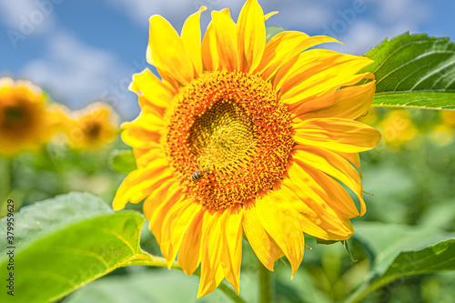 bee extracts pollen and nectar on a sunflower Helianthus in a field on a sunny day