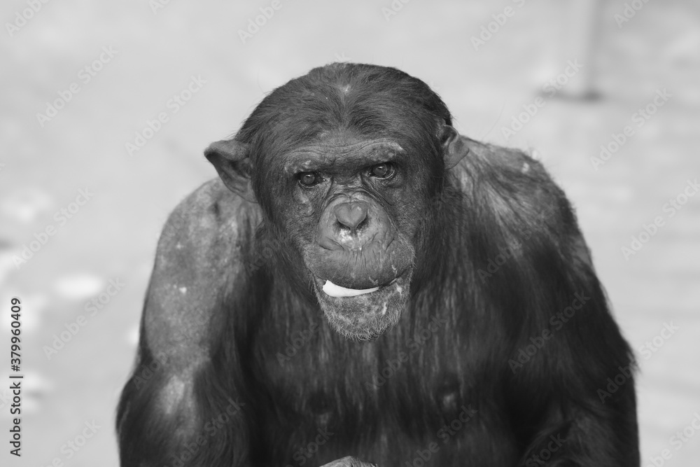 close up of a chimpanzee close up of a chimpanzee