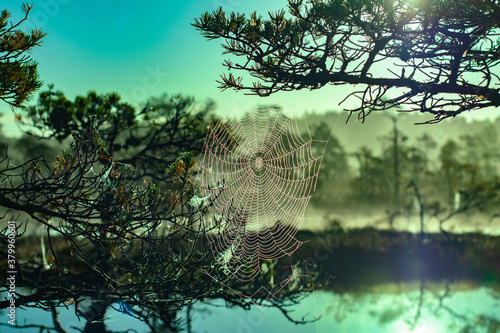 A spider web net on a tree in a bog