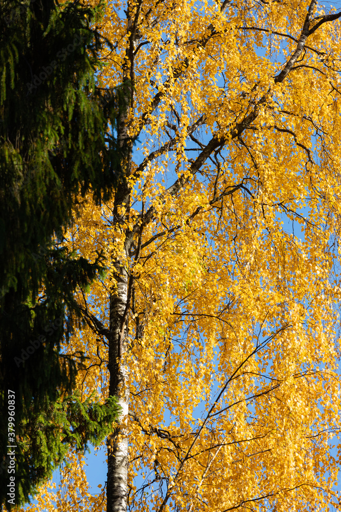 Birch tree and foliage in autumn colors Birch tree and foliage in autumn colors