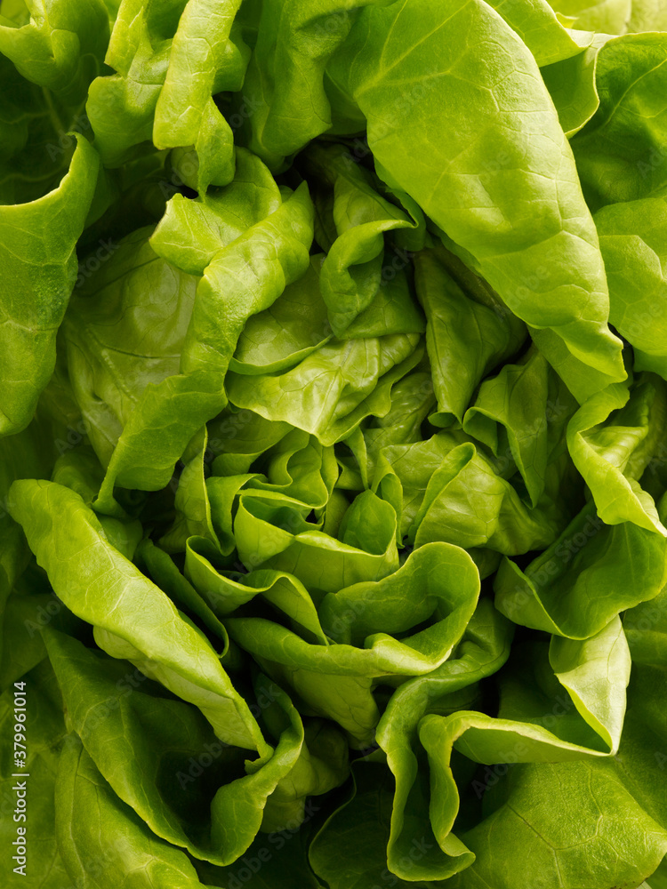 Fresh Lettuce Fresh Lettuce