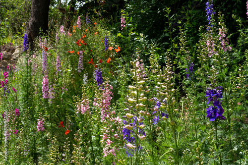 Spring wild flowers in Hungary, Eastern Europe