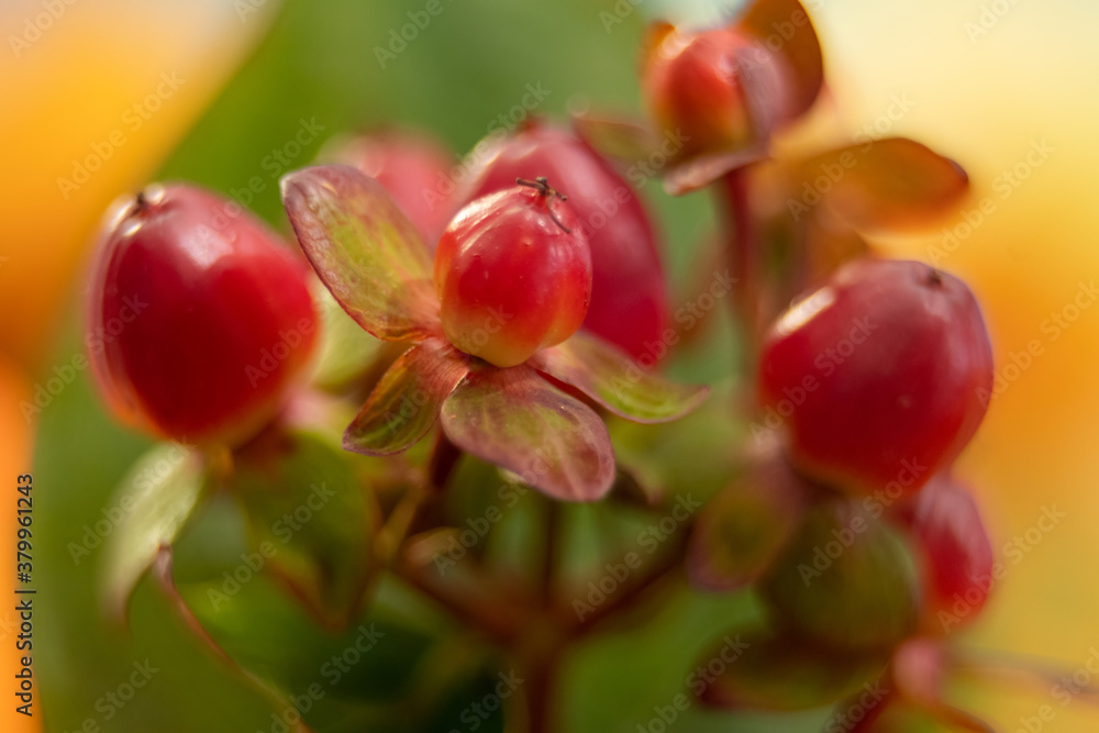 Red berry hypericum with green leaves in bouquet Red berry hypericum with green leaves in bouquet