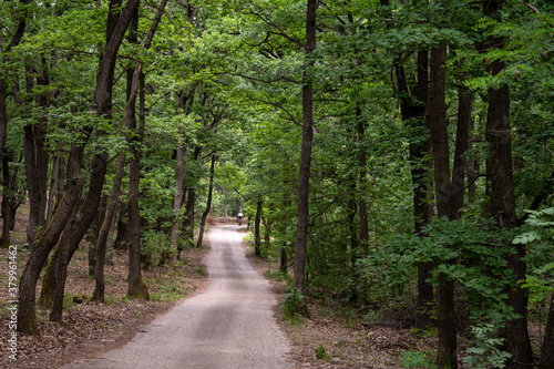 Tourist hiking path in oaktree forest in Bakony hegyseg, Hungary, Europe