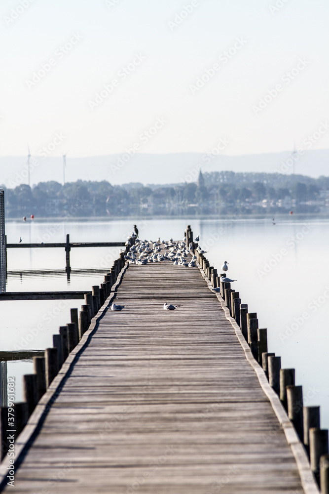 Obraz premium an abandoned pier full of seagulls