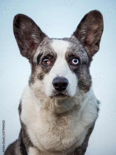 Handsome Gray Corgi Dog Shows Standard Stance And Portrait B Pet Training © 31etc