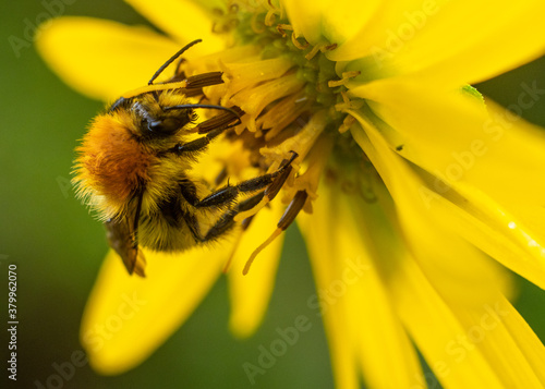 honeybee on a blooming flower in search of nectar