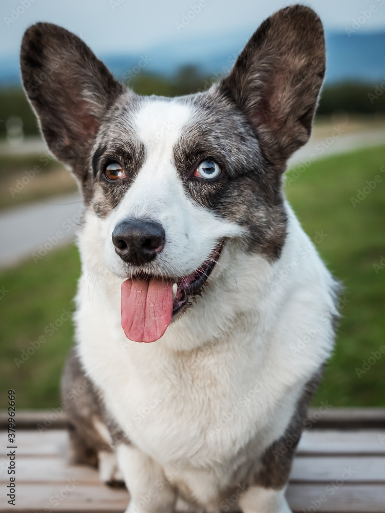 Handsome Gray Corgi Dog Shows Standard Stance And Portrait B Pet Training Handsome Gray Corgi Dog Shows Standard Stance And Portrait B Pet Training