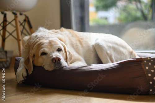 An elderly labrador is dozing in his bed. Home shooting. Fototapet