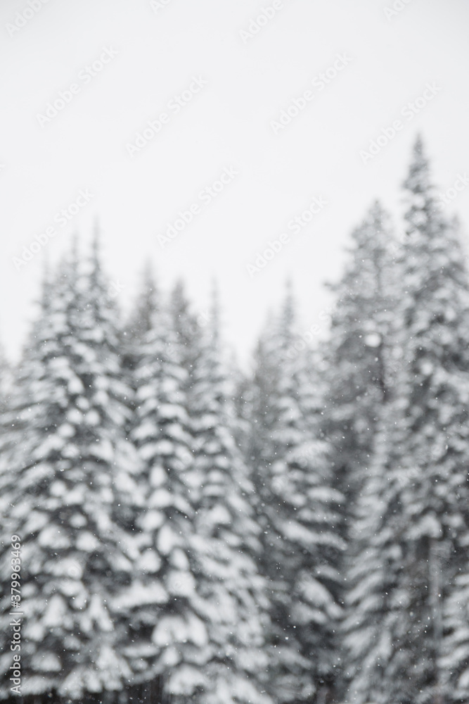 Snow falling in front of pine trees Snow falling in front of pine trees