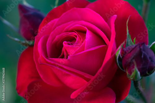 Beautiful rose with buds on green background.