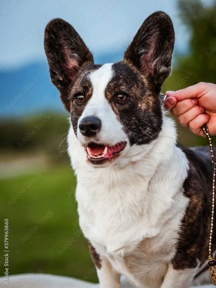 Brown Corgi Dog Shows Standard Stance And Portrait B Pet Training