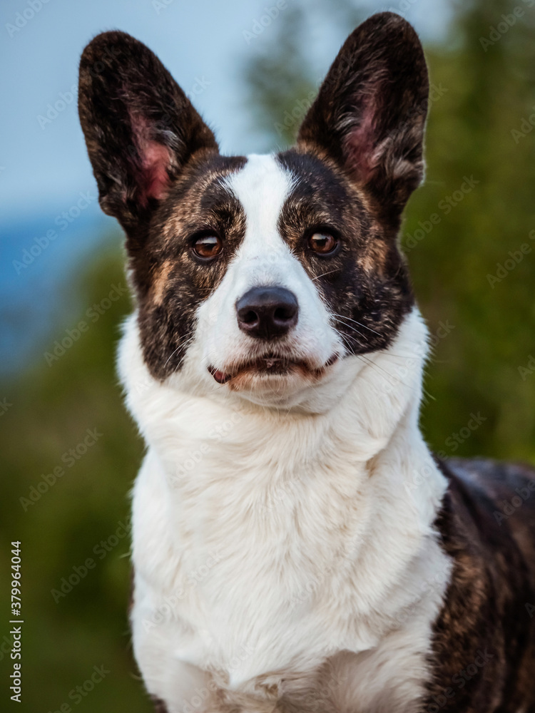 Brown Corgi Dog Shows Standard Stance And Portrait B Pet Training