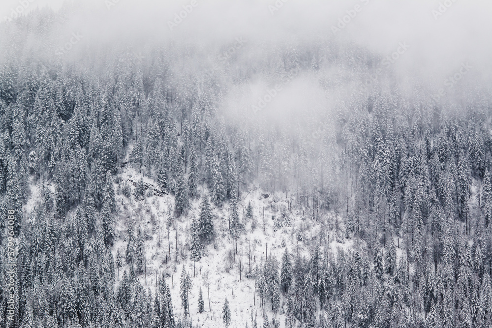 Mountain hillside covered in snow and pine trees Mountain hillside covered in snow and pine trees