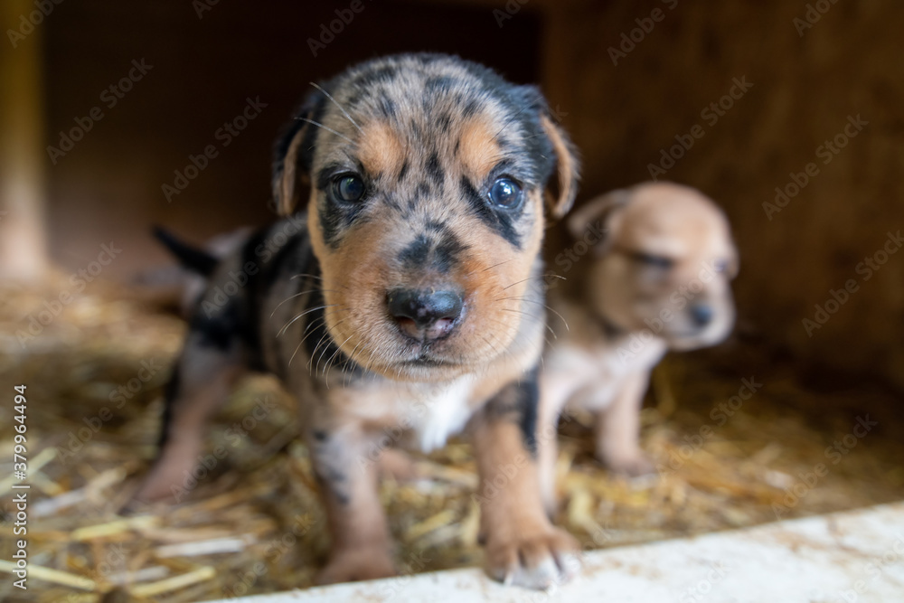 cutest terrier lab husky mix puppies playing in dog house