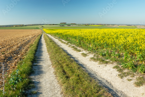 Long rural road by the yellow rape field