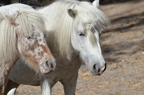 portrait of a horse