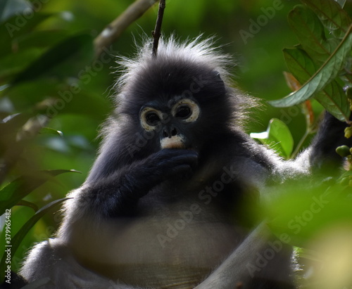 Langur monkey eating in a tree in the jungle