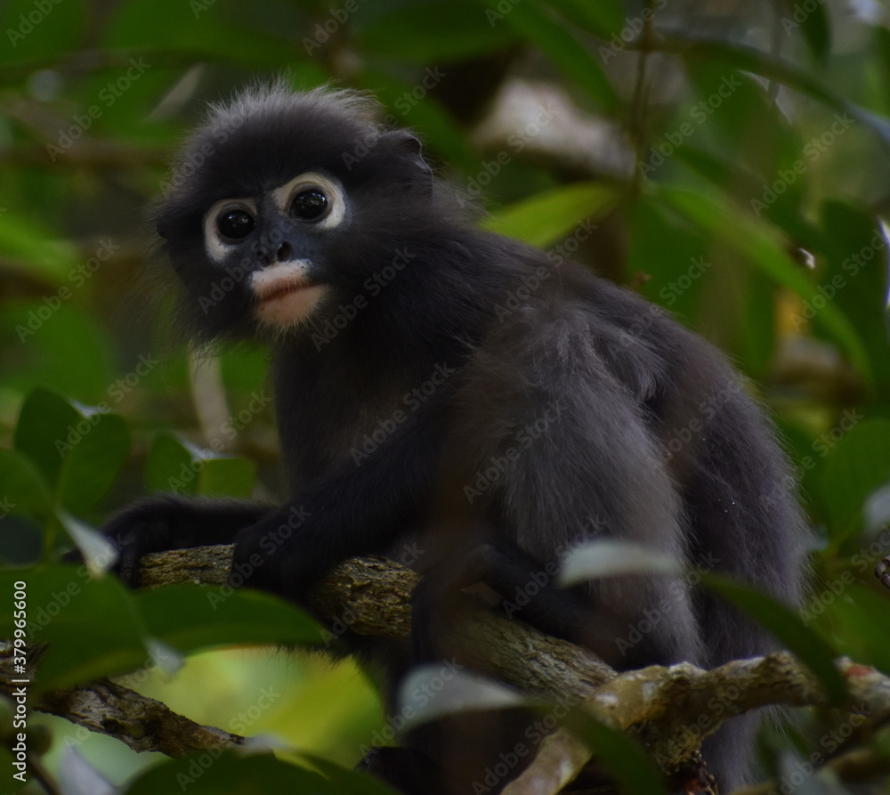 Beautiful langur monkey resting in a tree in the jungle Beautiful langur monkey resting in a tree in the jungle